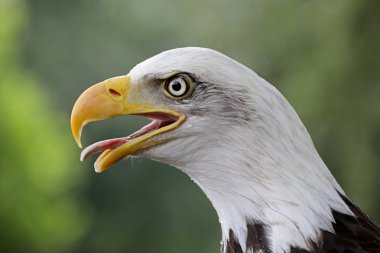 Doğal yaşam alanı bald eagle portresi 
