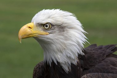 Doğal yaşam alanı bald eagle portresi 