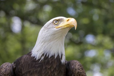 Doğal yaşam alanı bald eagle portresi 