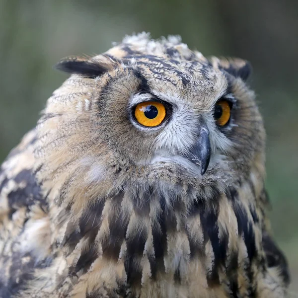 Búho Águila Eurasiática Hábitat Natural — Foto de Stock