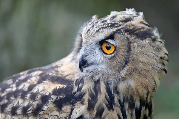 Eurasian Eagle Owl Přirozeném Prostředí — Stock fotografie