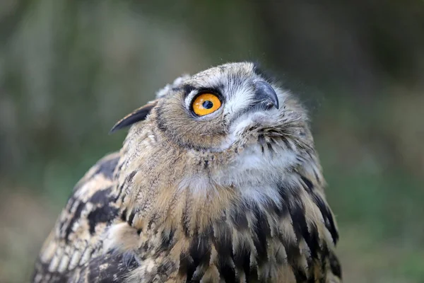 Chouette Aigle Eurasie Dans Habitat Naturel — Photo