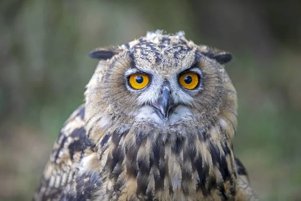 Gufo Reale Eurasiatico Habitat Naturale — Foto Stock