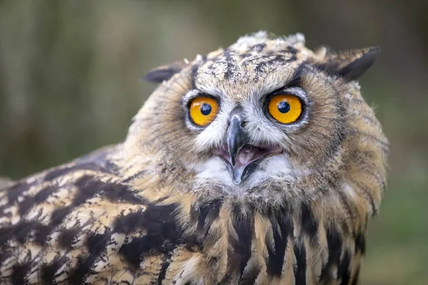 Doğal Ortamlarında Avrasya Kartal Baykuş — Stok fotoğraf