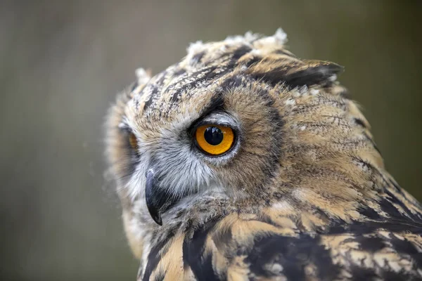 Eurasian Eagle Owl Přirozeném Prostředí — Stock fotografie