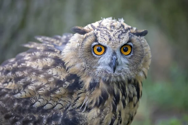 Gufo Reale Eurasiatico Habitat Naturale — Foto Stock