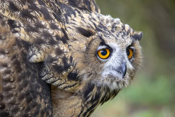 Euraziatische Oehoe Natuurlijke Habitat — Stockfoto