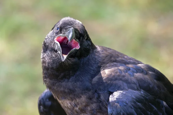 Corbeau Portrait Gros Plan Dans Habitat Naturel — Photo