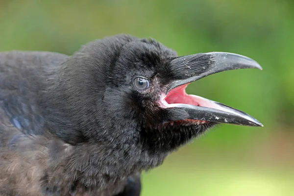 Retrato Raven Primer Plano Hábitat Natural —  Fotos de Stock