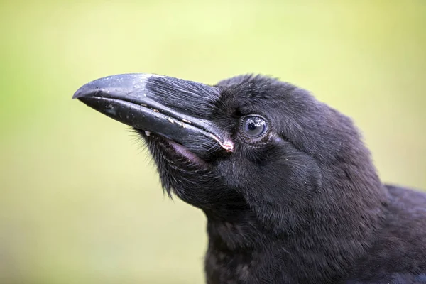 Corbeau Portrait Gros Plan Dans Habitat Naturel — Photo