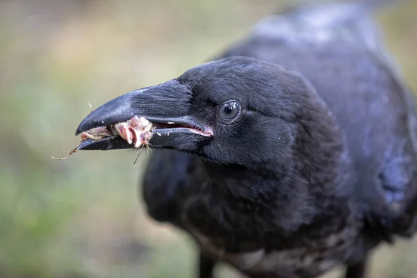 Raven Close Portret Natuurlijke Habitat — Stockfoto