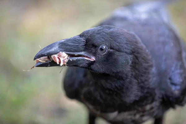 Corbeau Portrait Gros Plan Dans Habitat Naturel — Photo