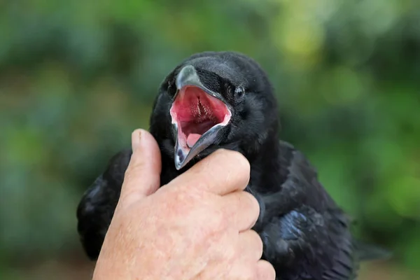 Retrato Raven Primer Plano Hábitat Natural — Foto de Stock