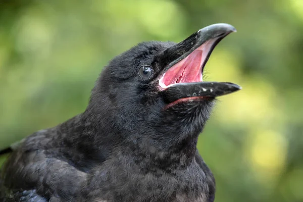 Raven Close Portrait Natural Habitat — Stock Photo, Image