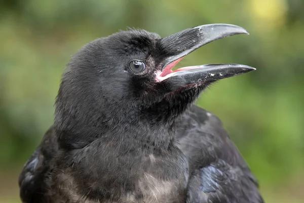 Raven Szczegół Portret Naturalnym Środowisku — Zdjęcie stockowe