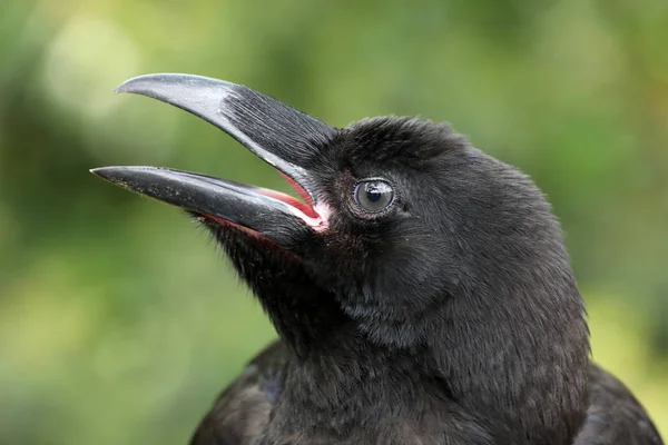 Retrato Raven Primer Plano Hábitat Natural — Foto de Stock