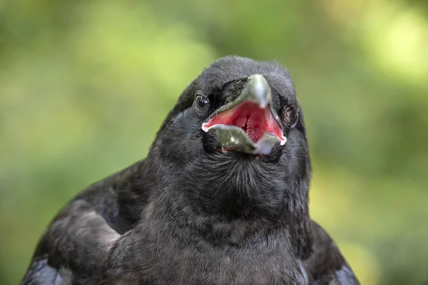 Raven Close Portret Natuurlijke Habitat — Stockfoto