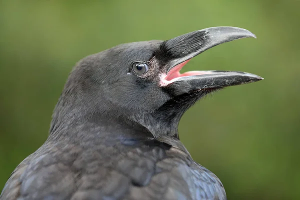 Potret Raven Close Habitat Alami — Stok Foto