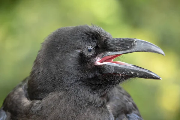 Corbeau Portrait Gros Plan Dans Habitat Naturel — Photo