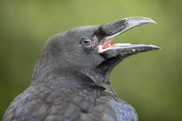 Raven Close Portret Natuurlijke Habitat — Stockfoto