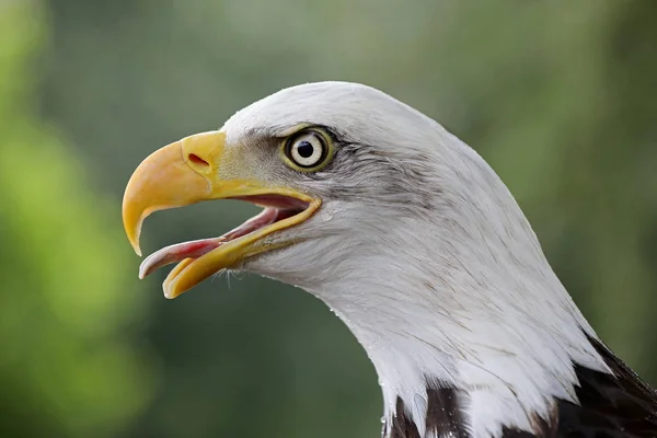 Bald Eagle Porträtt Naturliga Livsmiljö — Stockfoto
