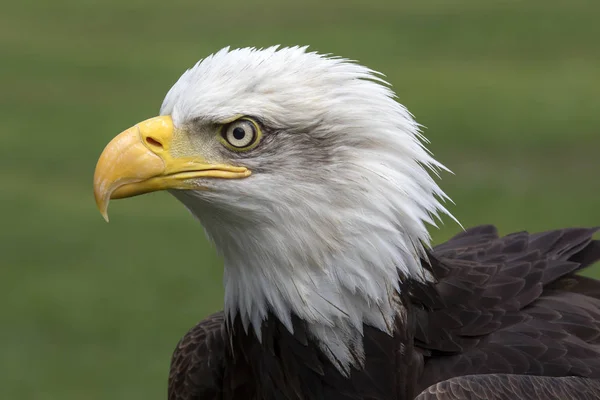 Retrato Águila Calva Hábitat Natural — Foto de Stock
