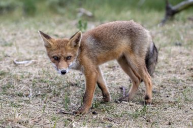 Doğal yaşam alanı içinde şirin kızıl tilki 