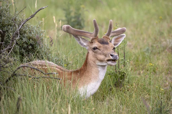 绿草中令人惊叹的休闲鹿 — 图库照片