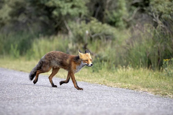 Cute Red Fox Natural Habitat — Stock Photo, Image