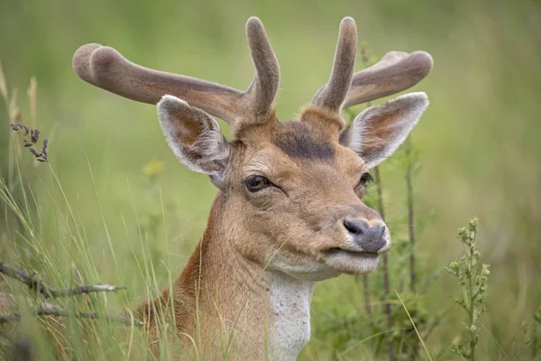 Amazing Fallow Deer Green Grass — Stock Photo, Image