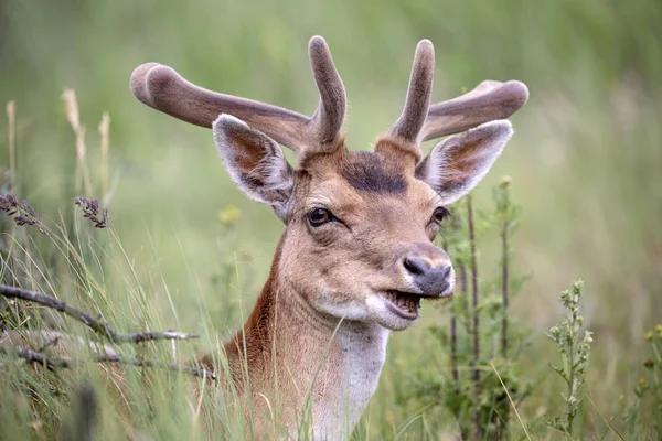 Amazing Fallow Deer Green Grass — Stock Photo, Image