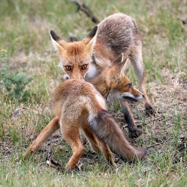 Roztomilé Červené Lišky Přirozeném Prostředí — Stock fotografie