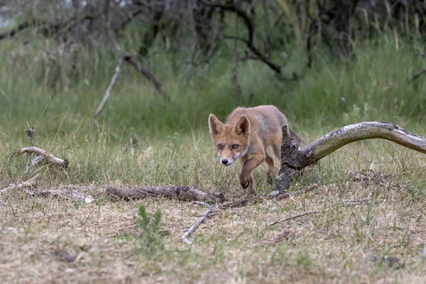 Cute Red Fox Natural Habitat — Stock Photo, Image