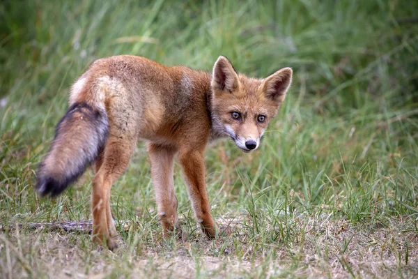 Niedlicher Rotfuchs Natürlichem Lebensraum — Stockfoto