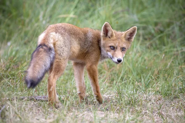 Cute Red Fox Natural Habitat — Stock Photo, Image