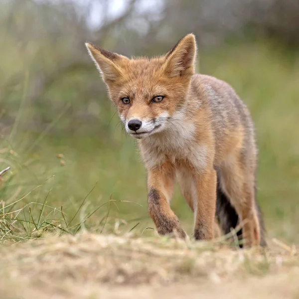 かわいいキツネの自然の生息地 — ストック写真