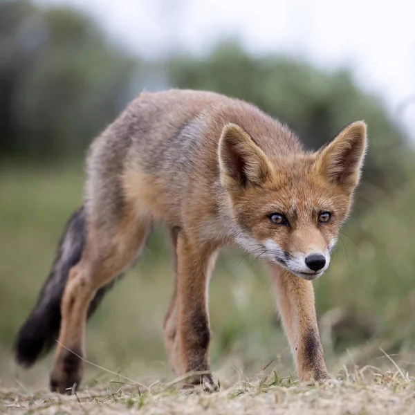 かわいいキツネの自然の生息地 — ストック写真