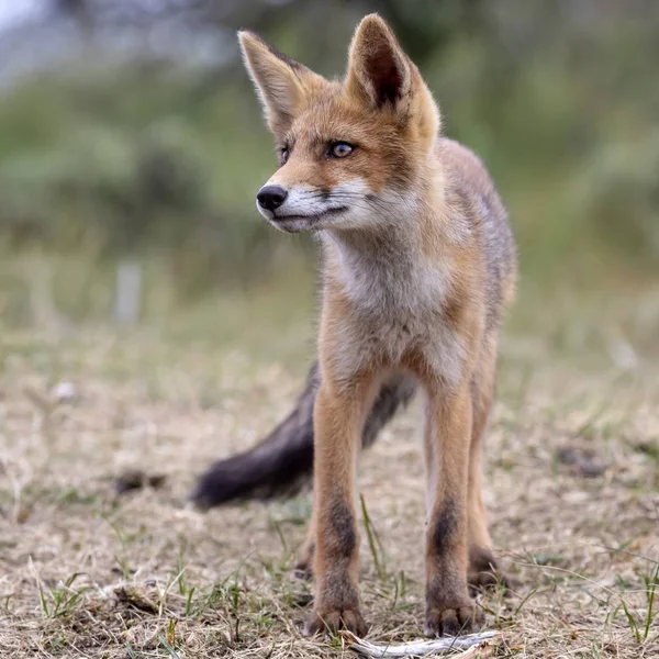 Söt Räv Naturliga Livsmiljö — Stockfoto