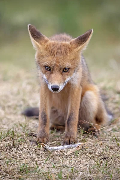 Cute Red Fox Natural Habitat — Stock Photo, Image