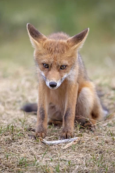 かわいいキツネの自然の生息地 — ストック写真