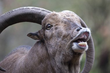 Berberi koyunu flehmen yanıt, closeup ile 