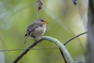 Dal üzerinde oturan şarkı Robin kuş 