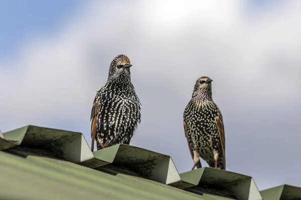 two starling birds on a roof
