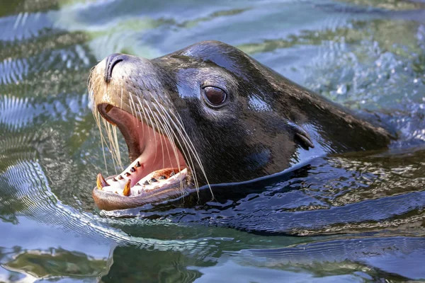 Male Sea Lion Open Beak Water — Stock Photo, Image