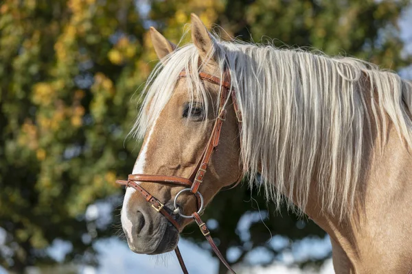 Porträt Eines Schönen Andalusischen Pferdes Nahaufnahme — Stockfoto