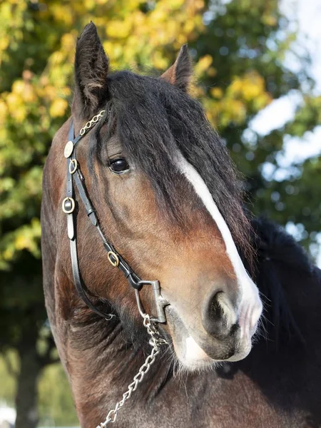 Portrait Beau Cheval Gitan Gros Plan — Photo