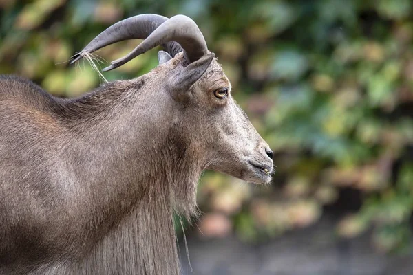 Vrouwelijke Barbarijse Schaap Natuurlijke Habitat — Stockfoto