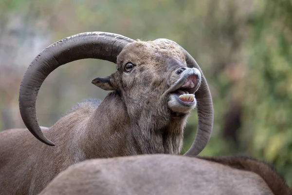 Barbary Sheep Flehmen Response Closeup — Stock Photo, Image