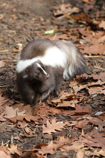 Skunk Folhas Outono Habitat Natural — Fotografia de Stock