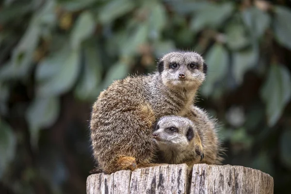 Meerkats Log Green Background — Stock Photo, Image